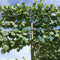 Linde als leiboom Tillia europaea Pallida h 360 cm st. omtrek 22,5...