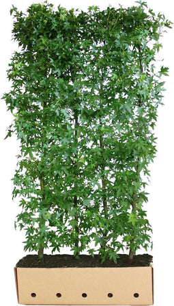 Liquidambar styraciflua worplesdo 200 cm