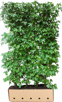 Liquidamber styraciflua 200 cm