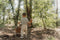 Little Dutch Knuffelpop Forest Friend Sam