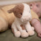 Little Dutch - Koe 17cm - Little Farm