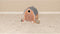 Little Dutch - Poppenhuis Little Farm FSC - Little Farm