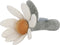 Little Dutch - Rammelaar bloem - Little Farm