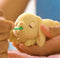 Little Live Pets - Mama Surprise Mini - Mama Konijntje krijgt 2 baby's en soms wel 3 óf 4 baby's