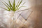 Liviza Opbergkast Savion - Mangohout - Rechthoek Bruin - 90 cm , 80 cm , 40 cm