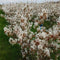 Krentenboom meerstammig | Amelanchier lamarckii | Bomenbezorgd.nl
