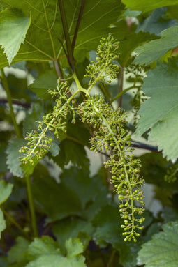 Goed & Groen - Blauwe druif 'Vitis Regent' -↨ 70cm - Potmaat 21cm - Kwaliteit Planten - Tuin Plant - Tuinplantenplanten - Sfeer
