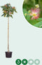 Perzische slaapboom Albizia julibrissin h 212,5 cm st. omtrek 7 cm