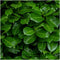 Plants by Frank | 1 strekkende meter laurierkershaag | 6x Prunus laurocerasus 'Rotundifolia' Ø12 cm - 20 cm | winterharde haagplanten | Groenblijvende haag | Tuinplanten | Planten