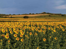 Customize it - Tuinschilderij zonneblmn veld 70x50