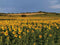 Customize it - Tuinschilderij zonneblmn veld 70x50