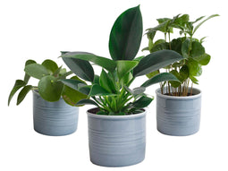 Trio ‘Gezellig Groen’ in Laos keramiek (blauw)