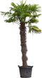 Chinese waaierpalm 220 cm stamhoogte Trachycarpus Fortunei 320 cm