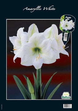 2 stuks Amaryllis, Wit (Steeketiket)