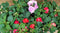 Vlijtig liesje dubbelbloemig Impatiens 10 potjes per tray kleur mix