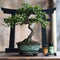 Plant in a Box - Bonsai Starterkit - Bonsai, schaartje, voeding, torri - Potmaat 15cm - Hoogte 35cm