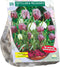 Baltus - Bollen Fritillaria Meleagris 20 stuks