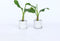 Plant in a Box - Musella lasiocarpa - Fruitboom - Set van 2 - Pot 9cm - Hoogte 25-40cm