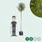 Knotwilg 180 cm stamhoogte | Salix alba KNOT 10-14 cm 180-200 cm| Bomenbezorgd.nl
