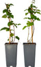 Plant in a Box - Rubus fruticosus 'Thornfree' - Set van 4 - Braam - Doornloze zwarte braam - Fruitplanten - Struik - ⌀15cm - Hoogte 50-60cm