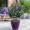 Plant in a Box - Callicarpa bodinieri 'Profusion' - struik - pot 19cm - hoogte 50-60cm