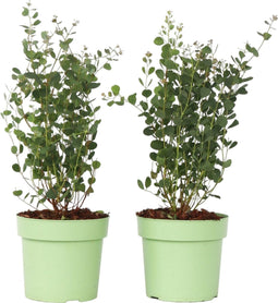 Plant in a Box - Eucalyptus Botanic Hearts - Set van 2 - Eucalyptusstruik - Tuinplant - Pot 19cm - Hoogte 40-50cm