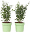 Plant in a Box - Eucalyptus Botanic Hearts - Set van 2 - Eucalyptusstruik - Tuinplant - Pot 19cm - Hoogte 40-50cm