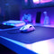 Glorious Model D - Gamingmuis - 12.000 DPI - Matwit