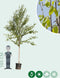 Chinese berk | Betula alb. 'Fascination' 14-18 cm | Bomenbezorgd.nl
