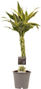Decorum Dracaena Sandriana white – ↨ 45 cm – ⌀ 12 cm