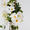 Plant in a Box - Mandeville 'Rio White' - Dipladenia - Bloeiende tuinplant - Klimplant - Terras- en balkon plant - Pot 17cm - Hoogte 60-70cm