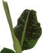 Plant in a Box - Musa Cavendish - Set van 2 kamerplanten - Dwarf Cavendish - Pot 21cm - Hoogte 90-100cm