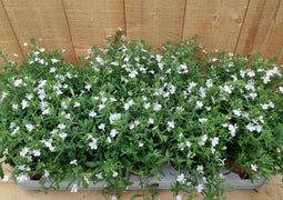Lobelia s 10 potjes per tray kleur wit