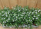 Lobelia s 10 potjes per tray kleur wit