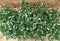 Lobelia s 10 potjes per tray kleur wit