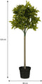 Mica Decorations Laurierboom Kunstplant - H120 x Ø40 cm - Groen
