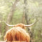 Customize it - Tuinschilderij 4 hooglanders 70x50