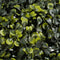Mica Decorations - Buxus Bol Kunstplant Buiten - Ø28 cm - Groen