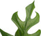 Decorum Philodendron Minima in ELHO sierpot Brussels (antraciet) - Kwekerij Montis Moerkapelle B.V - Groene plant- Hoogte 70 cm