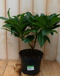 Viburnum Davidii Sneeuwbal 30 cm