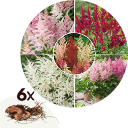 Plant in a Box - Astilbe - Mix van 6 - Pluimspirea - Wortelstokken - Robuuste bloeiende plant