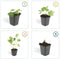 Plants by Frank | 48 Ooievaarsbek Planten | Geranium 'Rozanne' | Winterharde bodembedekker planten | tuinplanten | Winterharde vaste planten meerjarig | Winterharde tuinplanten