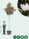 Magnolia grandiflora | Magnolia grandiflora 'Galissonière' 16-18 cm | Bomenbezorgd.nl