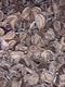 Cotton pods white wash 1 schep