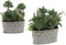 Decoratieve plant S3601499 Grijs Groen (16 x 28 x 26 cm)