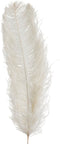 J-Line decoratie struisvogelpluim 1delig - creme