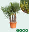 Chinese waaierpalm triple stam | Trachycarpus Fortunei | Bomenbezorgd.nl