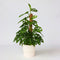 Plant in a Box - Monstera Monkey Mask - Mosstok - Rimpelgatenplant - Groene kamerplant - Pot 16cm - Hoogte 60-70cm
