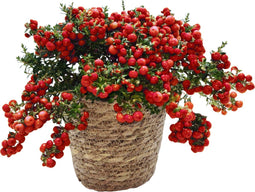 Plant in a Box - Gaultheria mucronata - Rode Pernettya in Mand - Parelbes - Winterharde groenblijvende plant - Pot 17cm - Hoogte 25-40cm