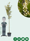 Laurierkers hoogstam 300 cm | Prunus laurocerasus 10-14 cm | Bomenbezorgd.nl